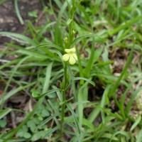 Striga asiatica (L.) Kuntze